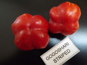 Gogoshari striped paradicsom - Paradicsom különlegességek az Egzotikus Növények Stúdiója kínálatából